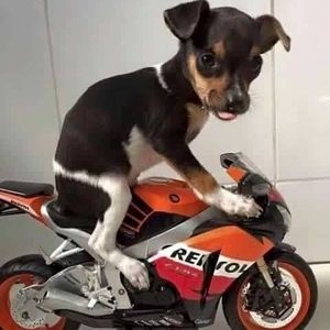 Meet your Posher, Ben